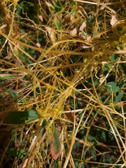 Cuscuta australis