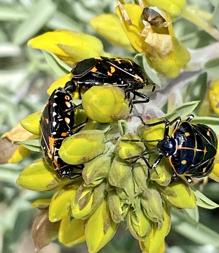 iNaturalist observation photo of Harlequin Bug