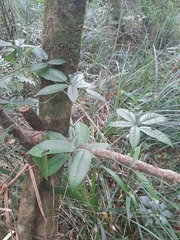 Rubus erythrocladus