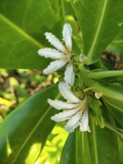 Scaevola taccada