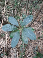 Sapium glandulosum