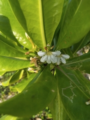 Scaevola taccada