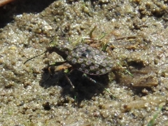 Elaphrus ruscarius
