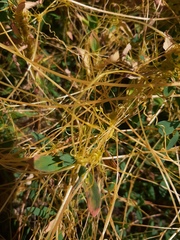 Cuscuta australis