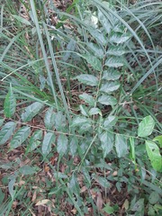 Casearia sylvestris