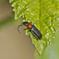 Pedilus bardii