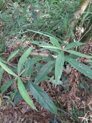 Bernardia pulchella