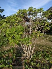 Scaevola taccada