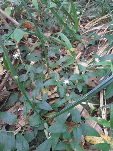 Adenostemma verbesina