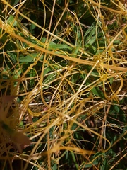 Cuscuta australis