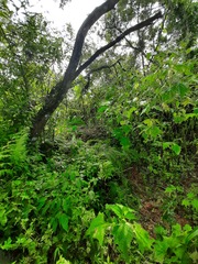 Smallanthus sonchifolius