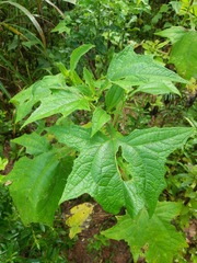 Smallanthus sonchifolius
