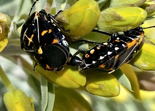 iNaturalist observation photo of Harlequin Bug