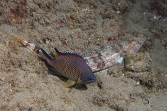 Chromis limbata