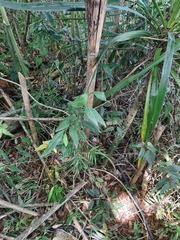 Solanum sanctaecatharinae