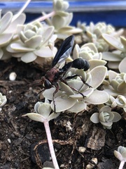 Physocephala floridana