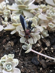 Physocephala floridana