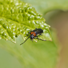 Pedilus bardii