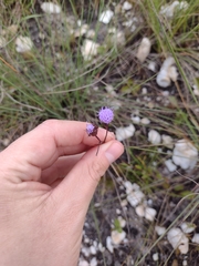 Chromolaena kleinii
