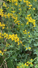Baptisia sphaerocarpa