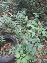 Pavonia sepium