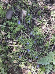 Nemophila menziesii integrifolia
