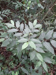 Casearia lasiophylla