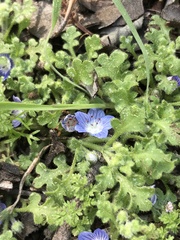 Nemophila menziesii integrifolia