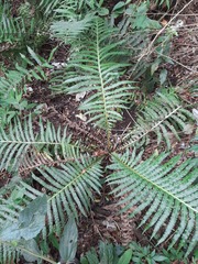 Neoblechnum brasiliense