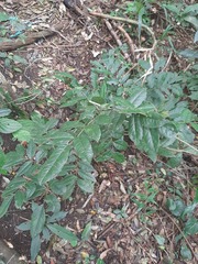 Machaerium brasiliense