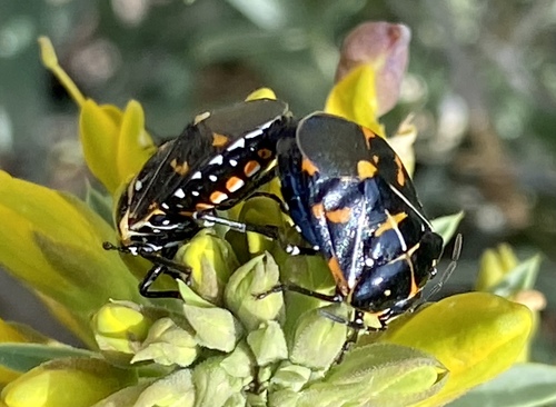 iNaturalist observation photo of Harlequin Bug