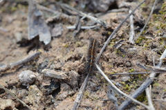 Diacrisia sannio