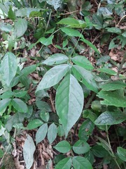 Dahlstedtia floribunda
