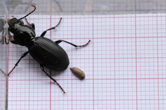 Pterostichus globosus
