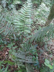 Cyathea delgadii