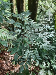 Dalbergia frutescens