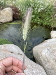Hordeum murinum glaucum