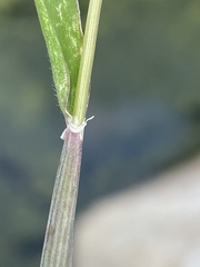 Hordeum murinum glaucum