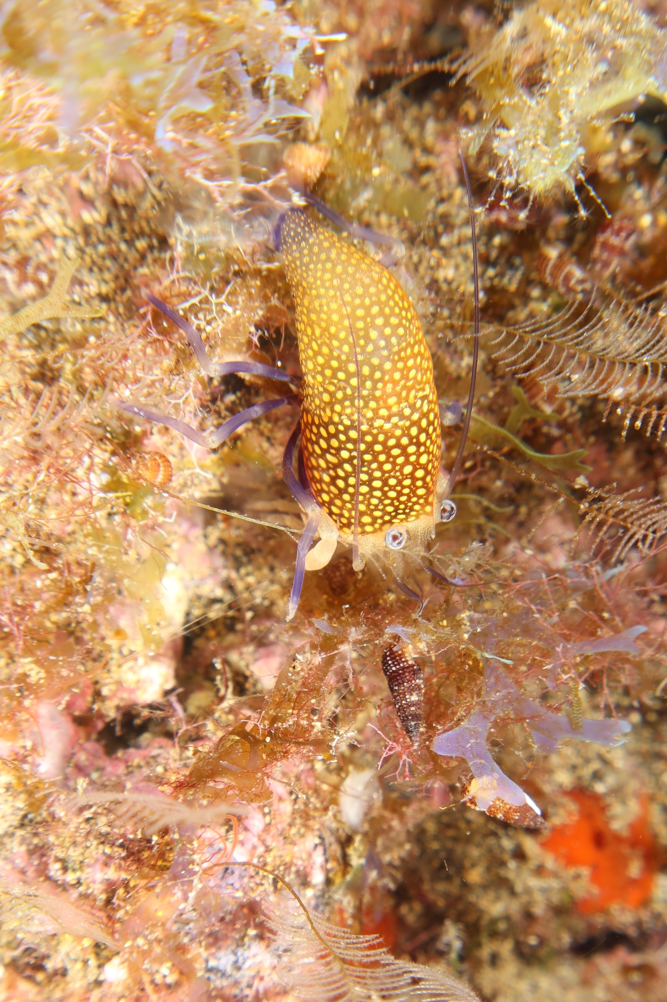 Gamba abejorro