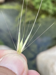 Hordeum murinum glaucum