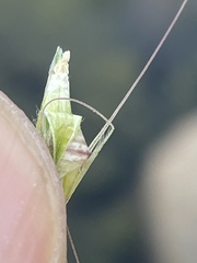 Hordeum murinum glaucum