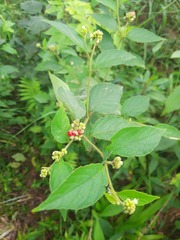 Varronia polycephala