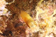 Gnathophyllum elegans