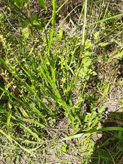 Baccharis trimera