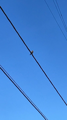 Mimus polyglottos
