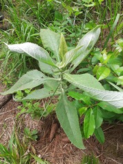 Buddleja stachyoides