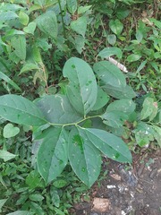 Citronella paniculata