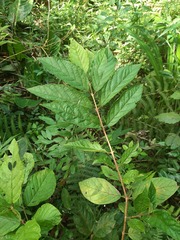 Campomanesia xanthocarpa