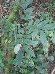 Cabralea canjerana
