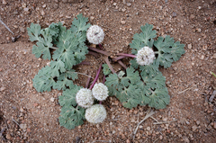 Cymopterus globosus